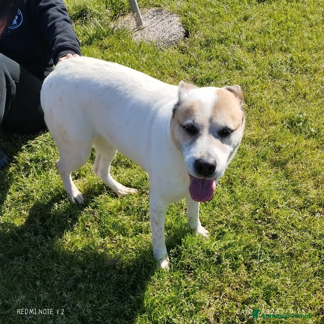 Meticcio cani in regalo: VIOLETTA: Dolcezza timida in cerca di riscatto - Annuncio 7