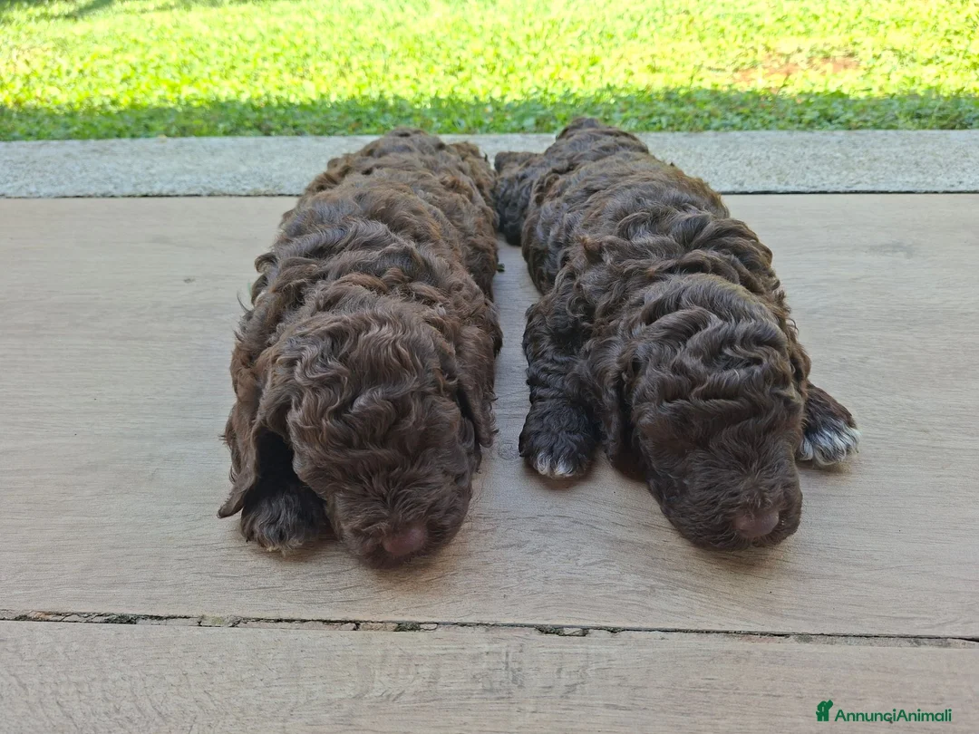 Lagotto cani in vendita: Lagotto romagnolo  - Annuncio 2
