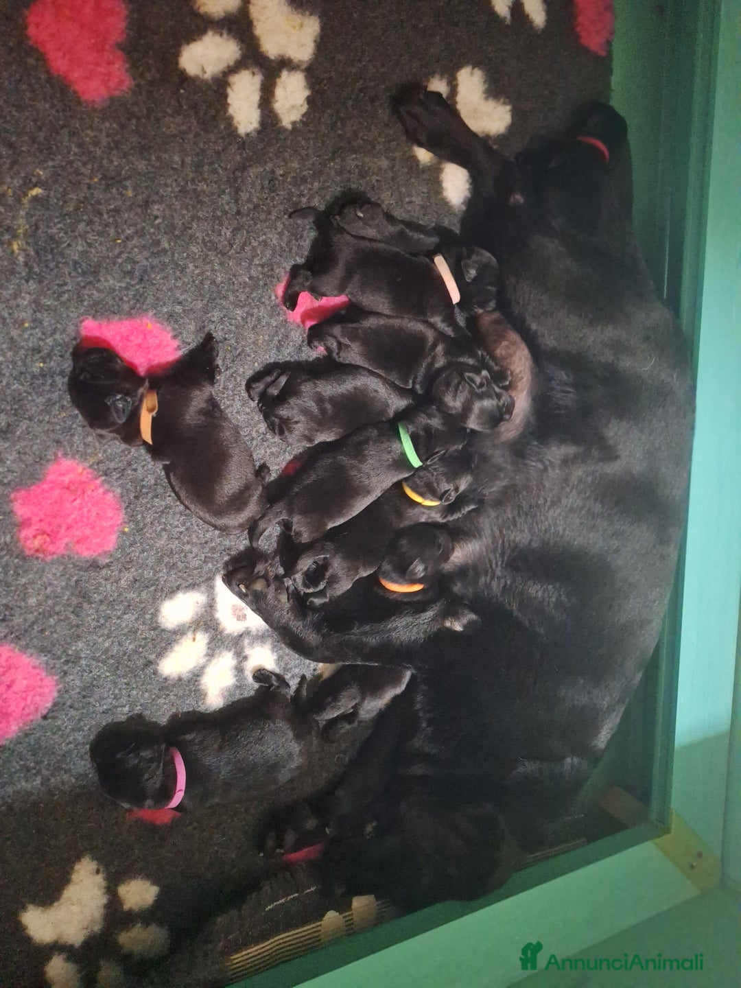 Labrador cani in vendita: Cuccioli Labrador neri a Province of Siena - Immagine 8