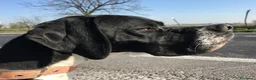 Pointer cani in vendita: Pointer inglese cuccioli altissima genealogia  a Provincia di Lodi - Annuncio 3