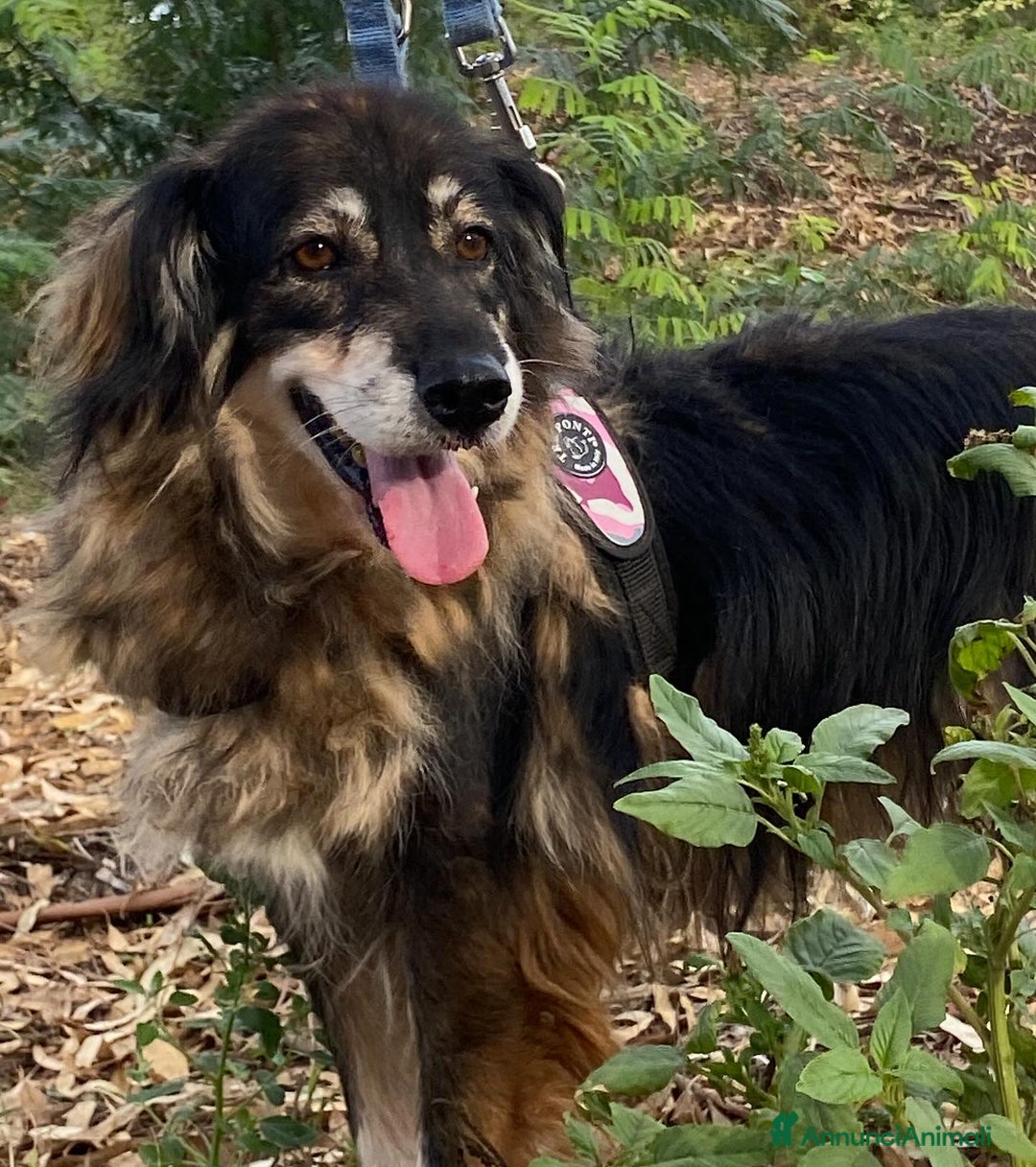 Meticcio cani in regalo: Sally dolce cagnolina taglia media adozione Latina - Annuncio 7