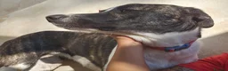 Meticcio cani in regalo: Kira: dolcissima, cessione di proprietà  - Annuncio 2