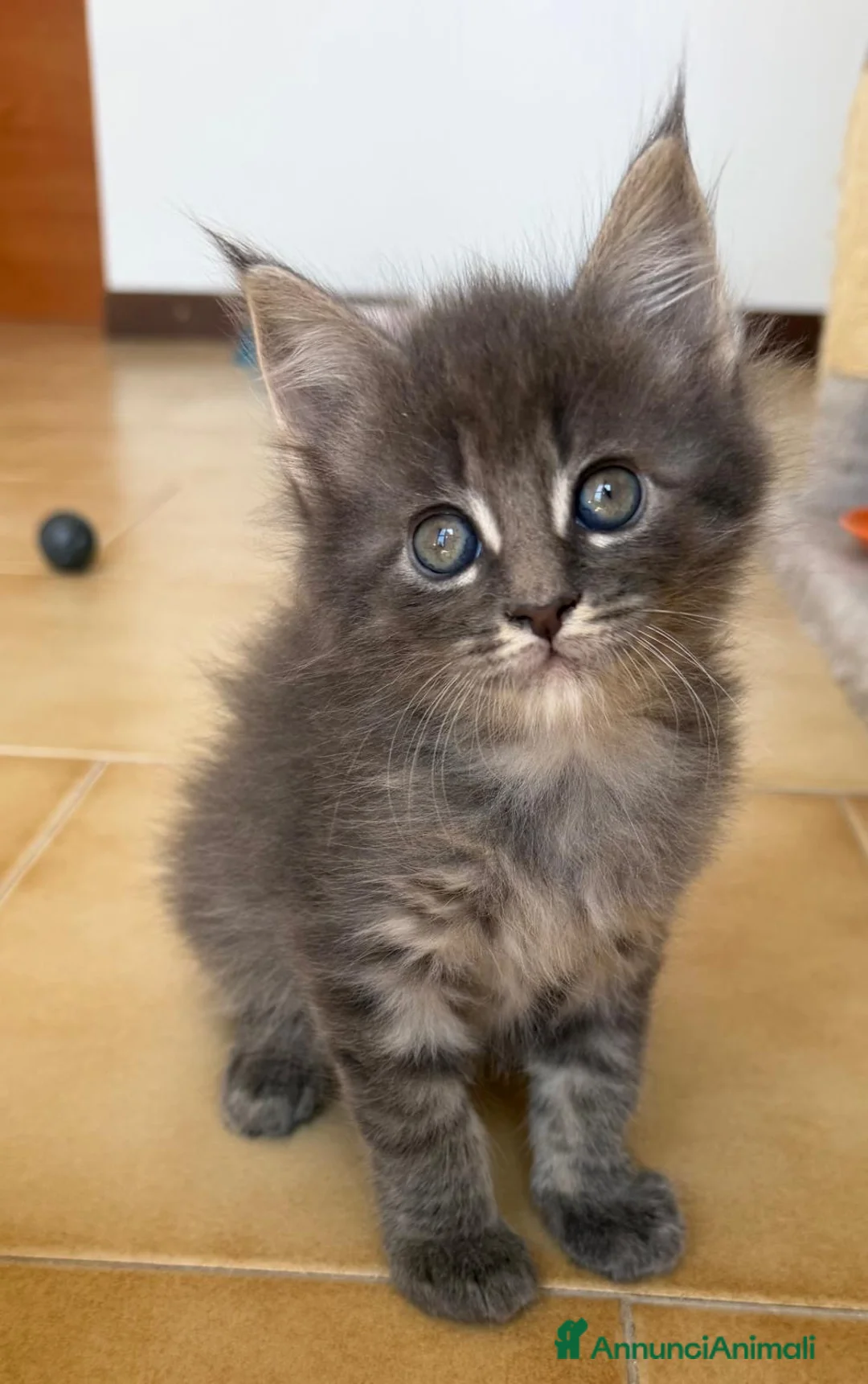Maine Coon gatti in vendita: Maine coon cuccioli pedigree ANFI - Annuncio 2