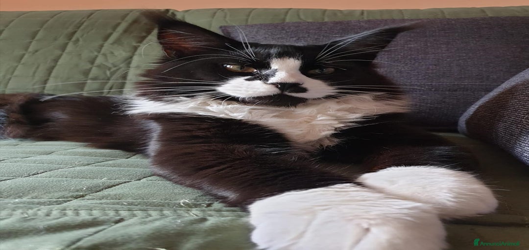 Immagine della galleria {{count}}