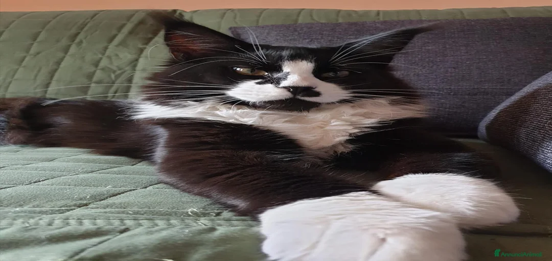 Immagine della galleria {{count}}