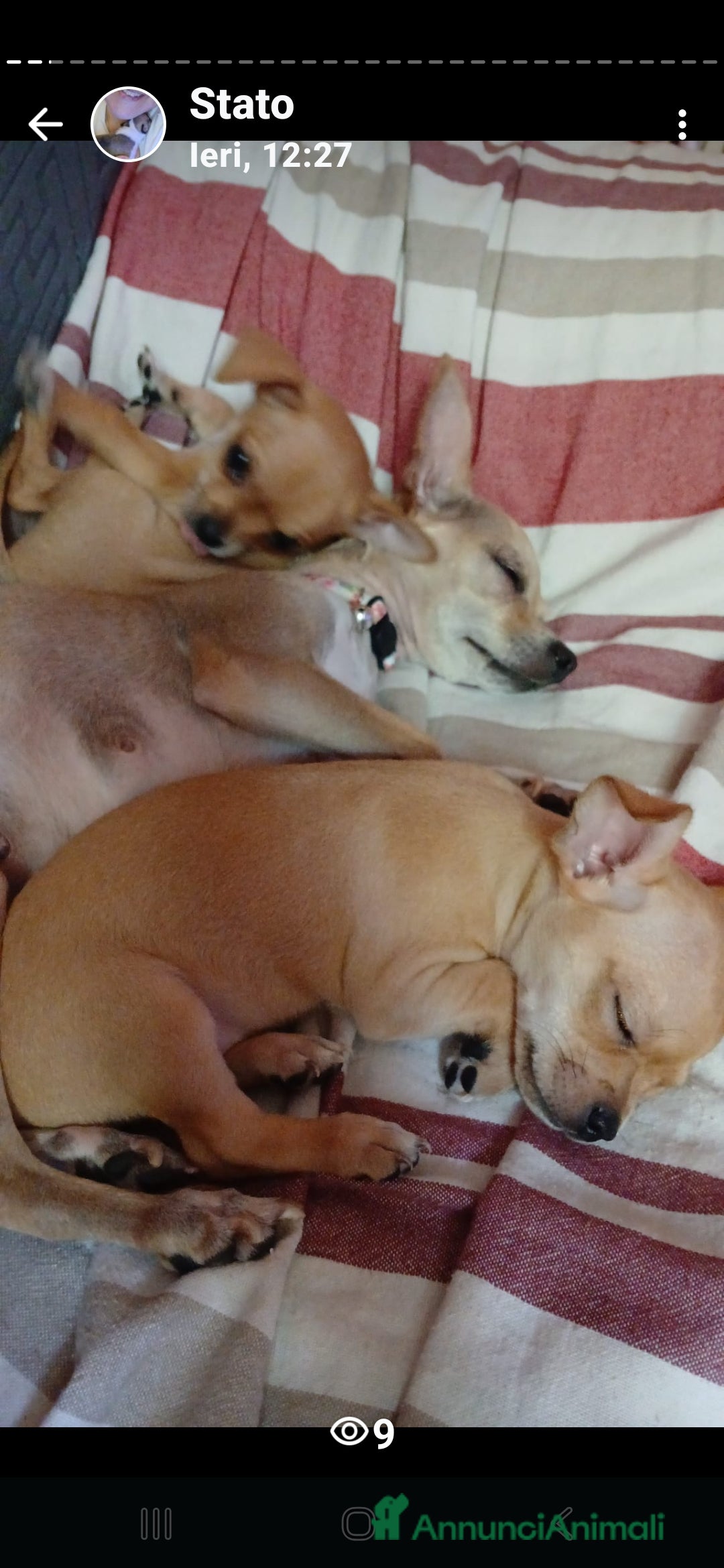 Chihuahua cani in vendita: Cuccioli di chihuahua deliziosi a Città metropolitana di Roma Capitale - Immagine 12
