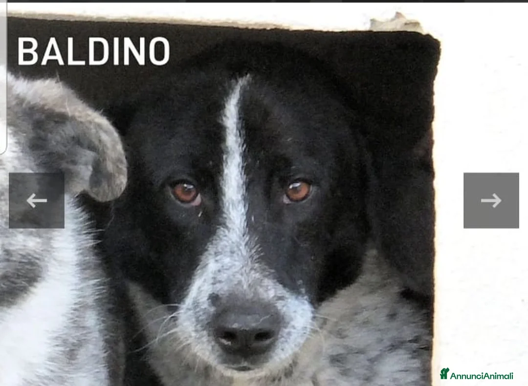 Setter Inglese cani in regalo: ADOZ.DEL💔:timido,cresciuto in canile da cucciolo! - Annuncio 2