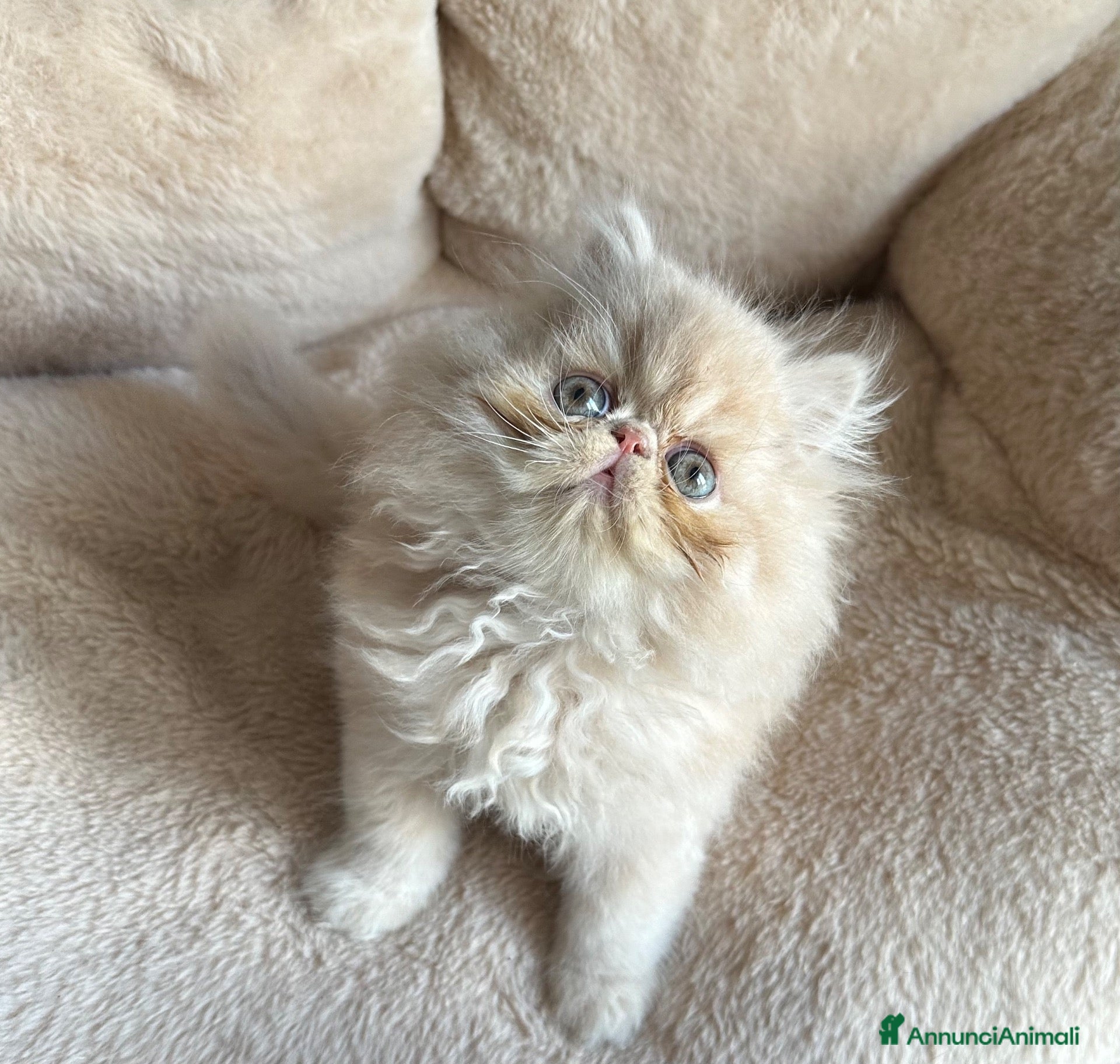 Persiano gatti Cucciolo persiano crema  - Annuncio 2