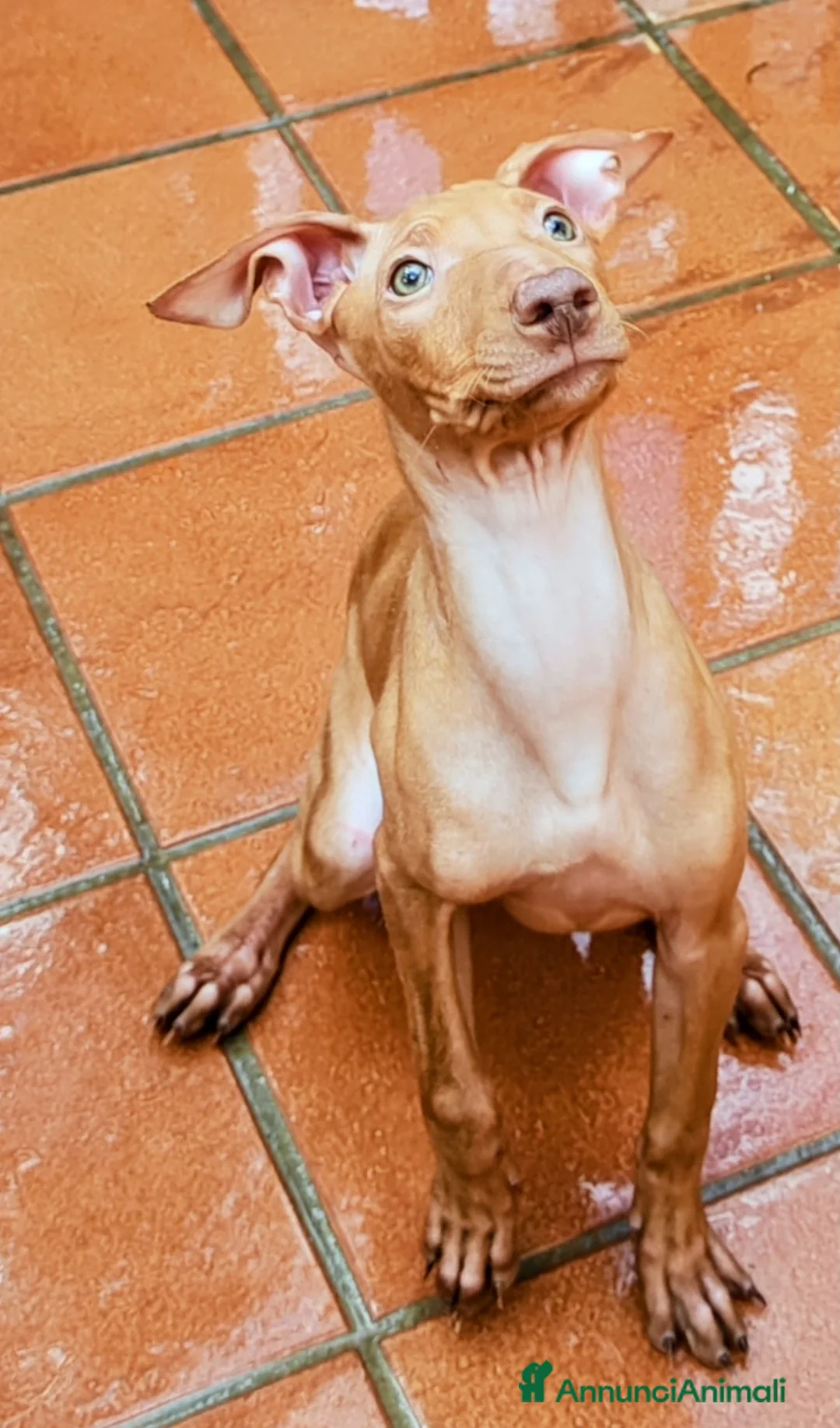 Cirneco dell'Etna cani in vendita: Cuccioli di Cirneco dell'Etna - Annuncio 4