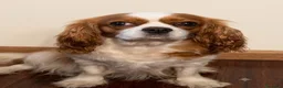 Cavalier King cani in vendita: Cavalier King  - Annuncio 1