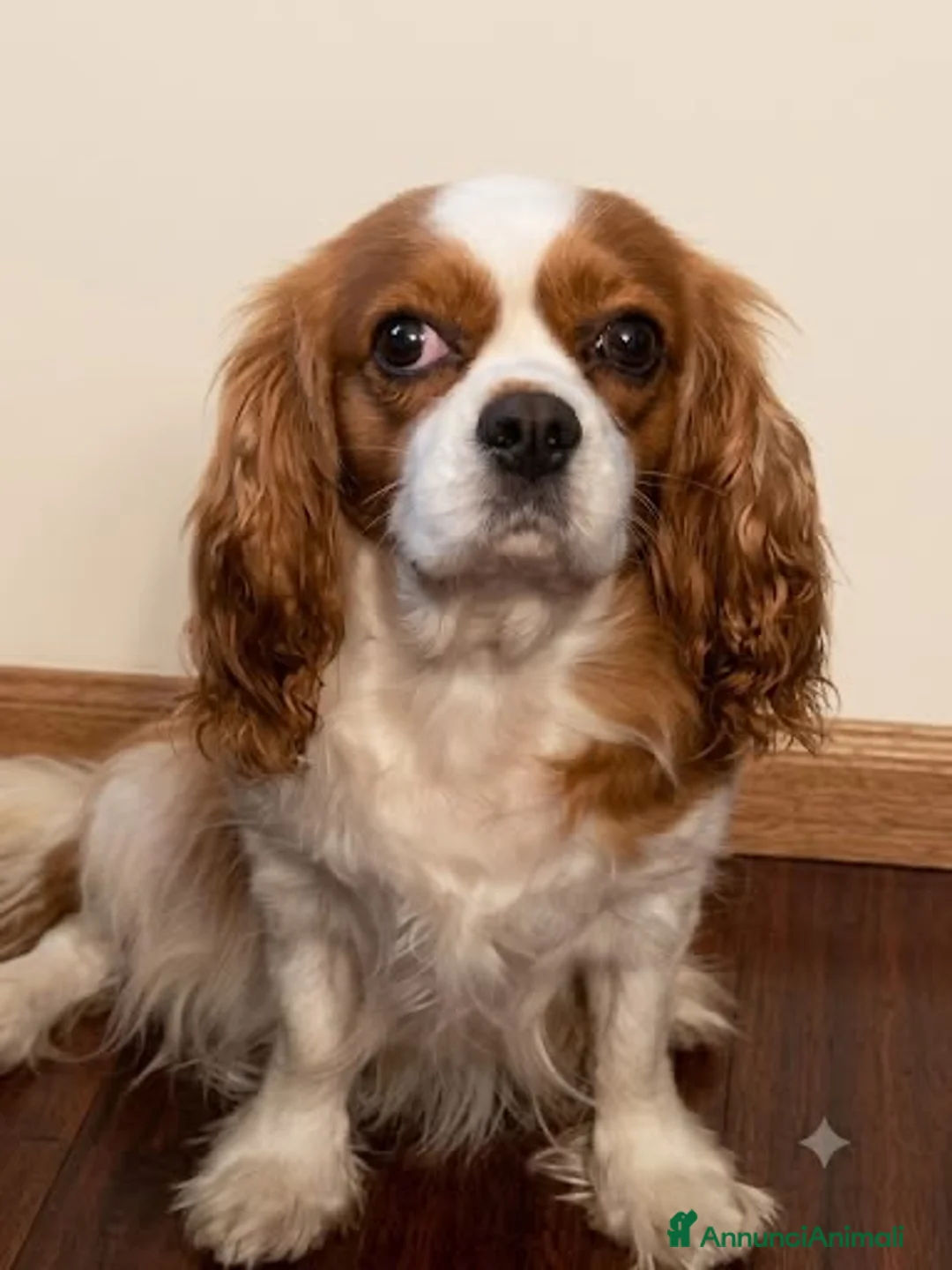 Cavalier King cani in vendita: Cavalier King  - Annuncio 1