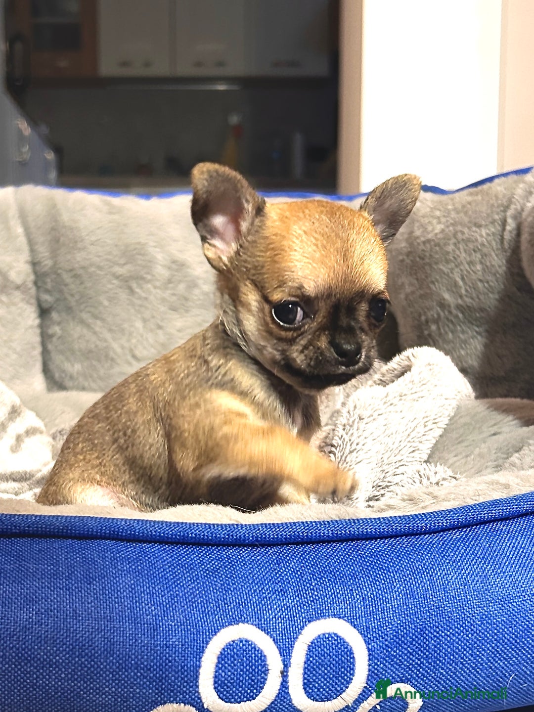 Chihuahua cani in vendita: Chihuahua cucciolo  - Annuncio 5