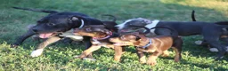 Pitbull cani in vendita: Cuccioli Pit Bull con pedigree anche a rate - Annuncio 20