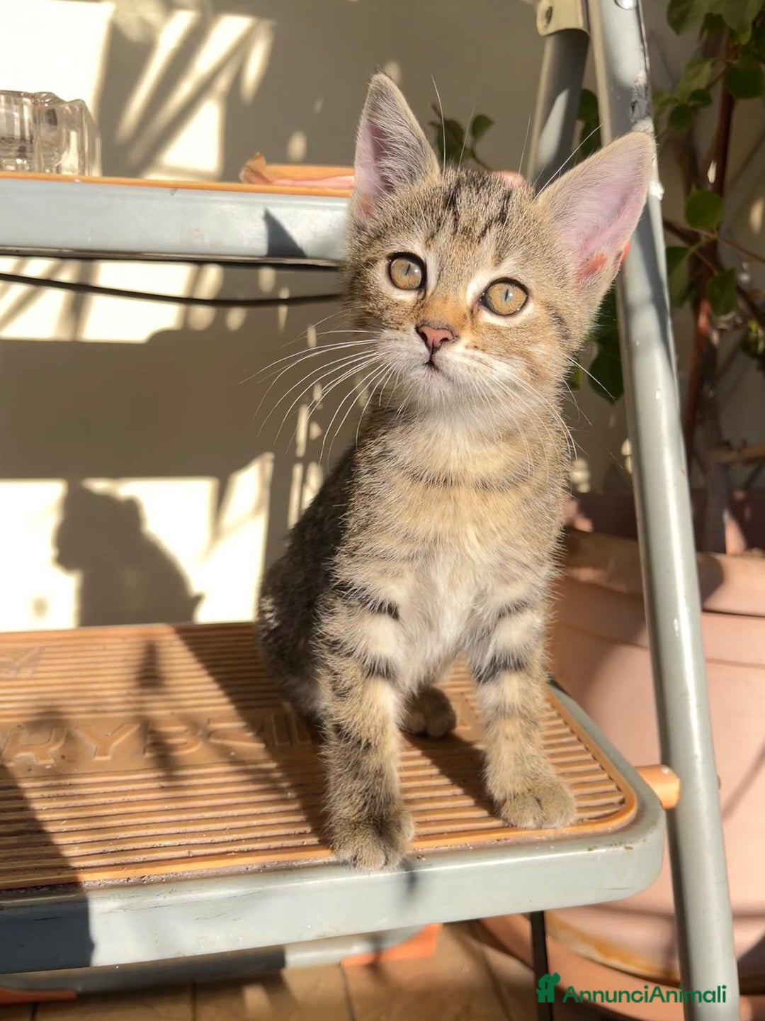 Europeo gatti in regalo: 3 gattini di 2 mesi e mezzo - Annuncio 2