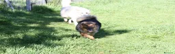 Meticcio cani in regalo: enza in adozione - Annuncio 4