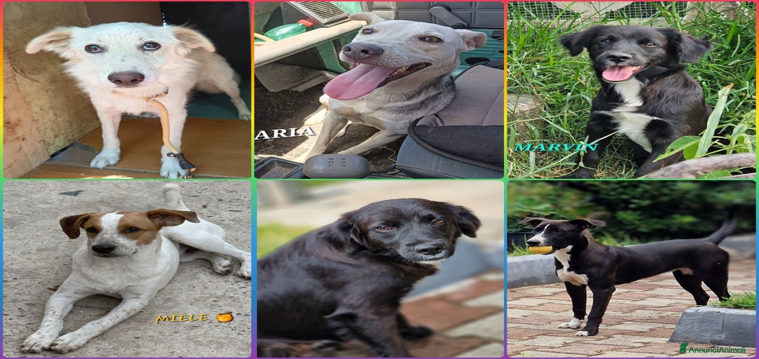 Immagine della galleria {{count}}