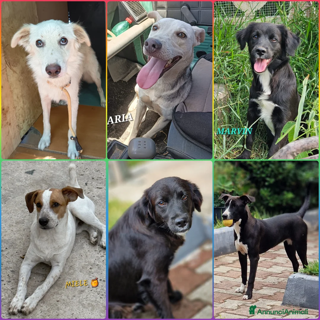 Immagine della galleria {{count}}