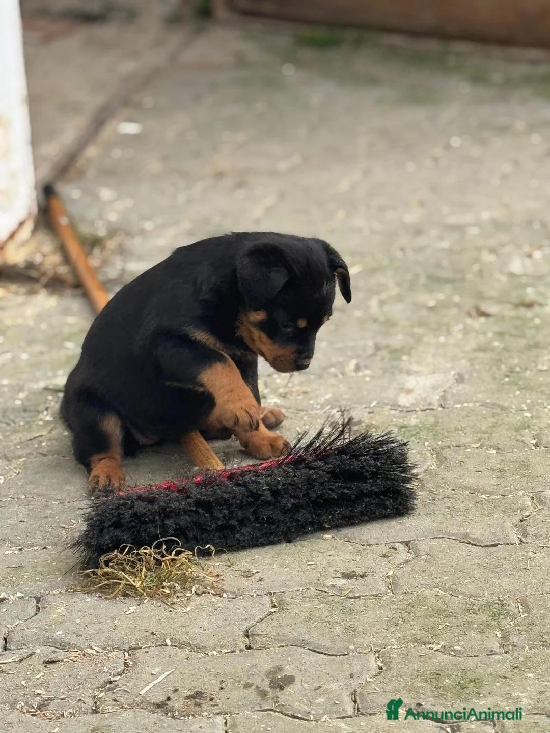 Rottweiler cani in vendita: Cuccioli di rotwailer  - Annuncio 11