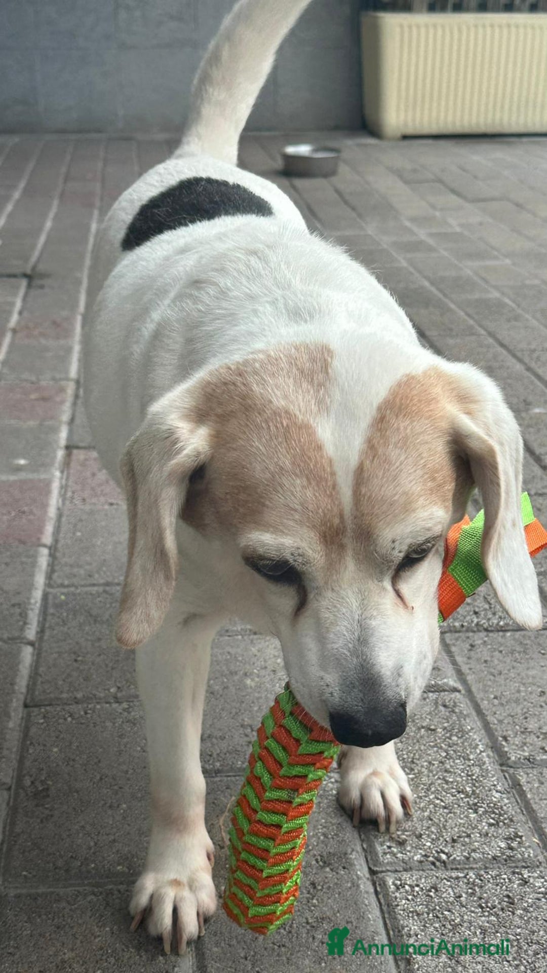 Meticcio cani in regalo: BALOO MINI BEAGLE - Annuncio 7