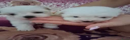 Maltese cani in vendita: Cucciole Maltese - Annuncio 3