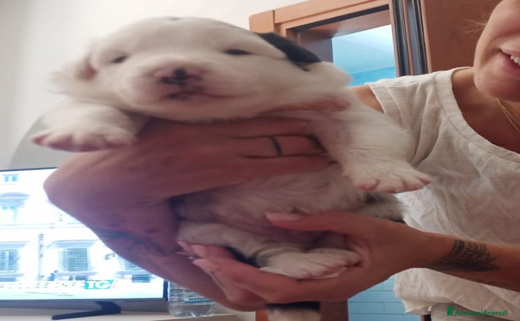 Border Collie cani - Annuncio 3