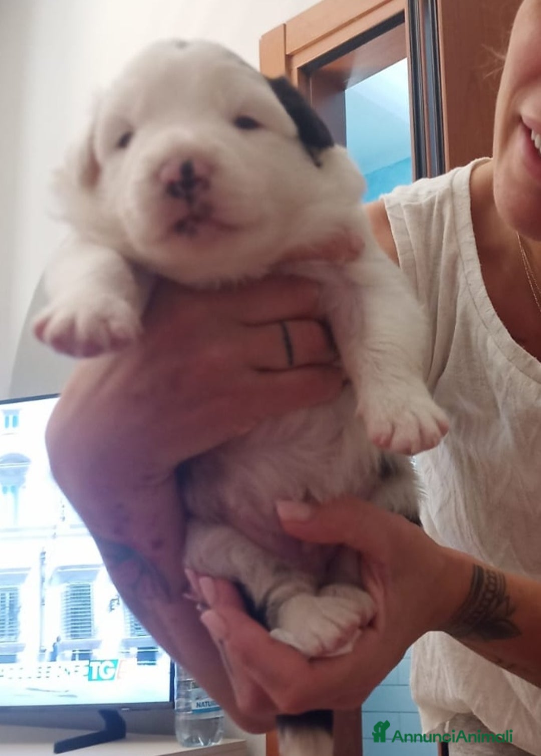 Border Collie cani in vendita: Cucciolo Border collie  - Annuncio 1