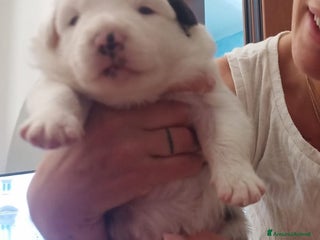 Border Collie cani Cucciolo Border collie - Annuncio 12