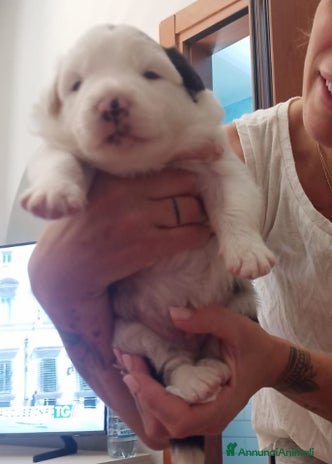 Border Collie cani - Annuncio 3