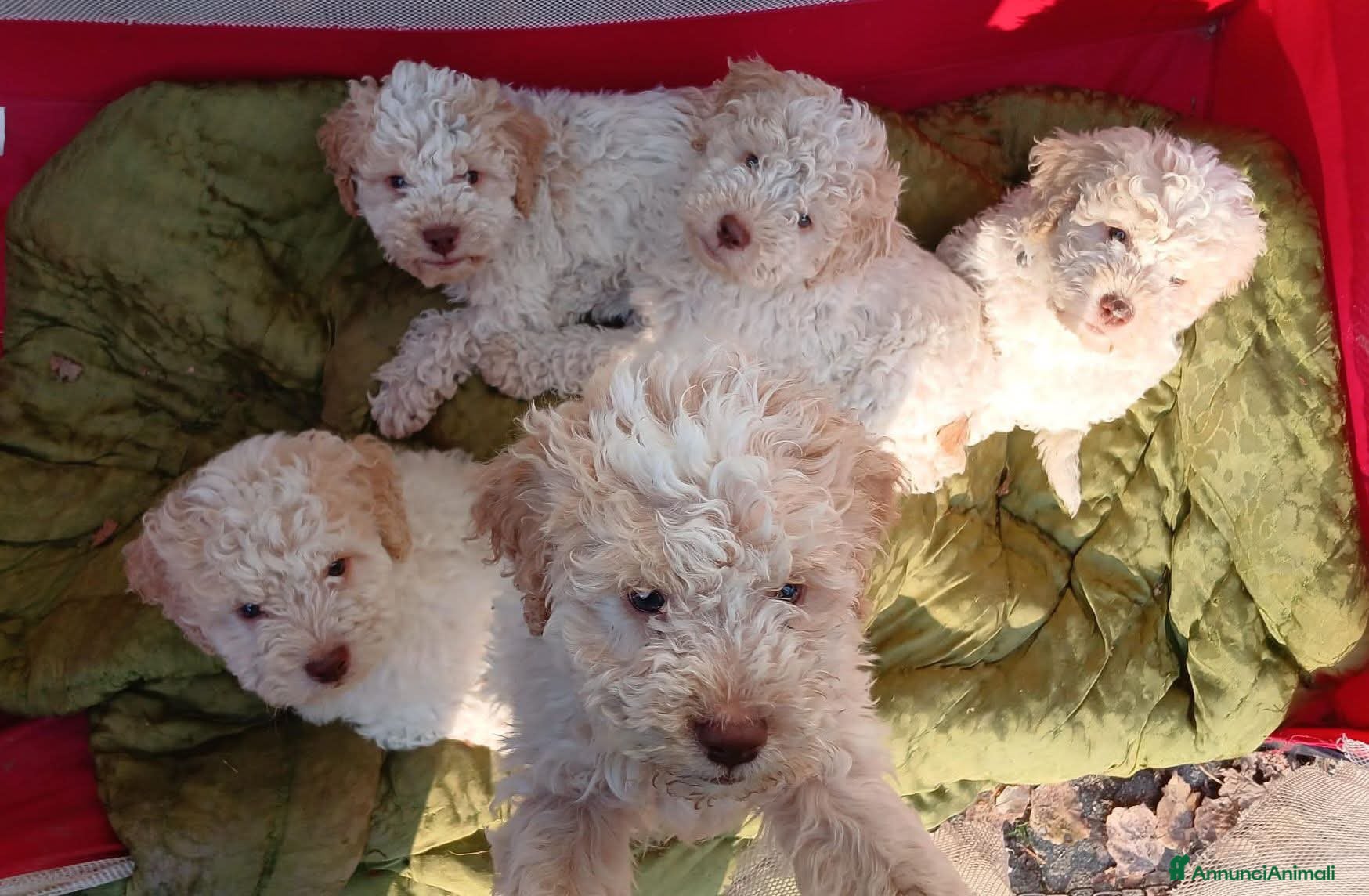Lagotto cani Lagotti romagnoli puri bianco arancio - Annuncio 17