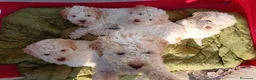 Lagotto cani in vendita: Lagotti romagnoli puri bianco arancio a Provincia di Modena - Annuncio 1