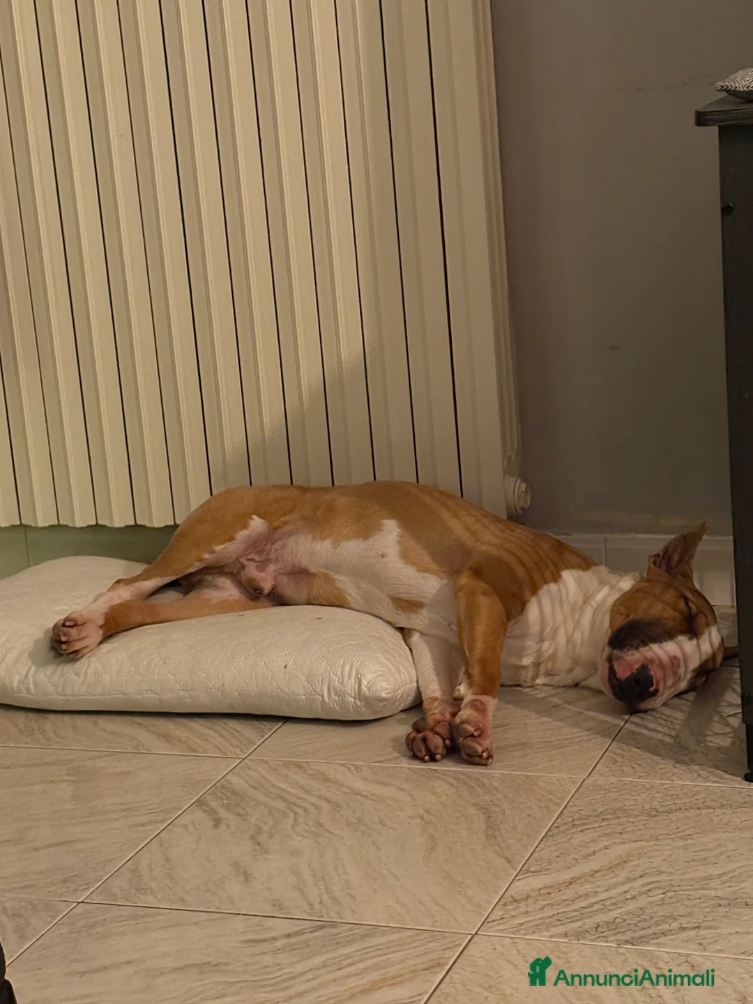 Bull Terrier cani in vendita: Bull terrier standard  - Annuncio 4