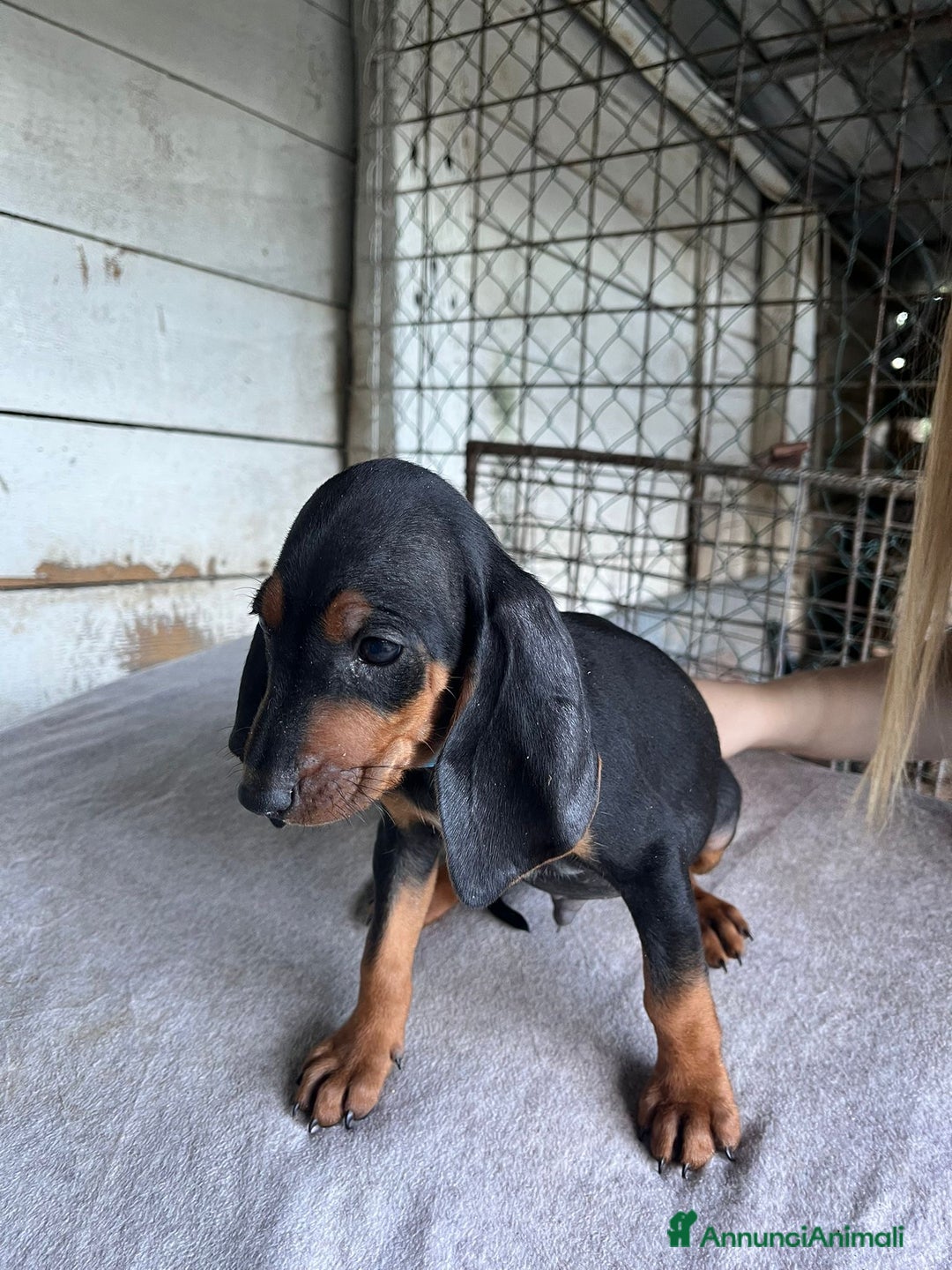 Segugio cani in vendita: segugio italiano  - Annuncio 2