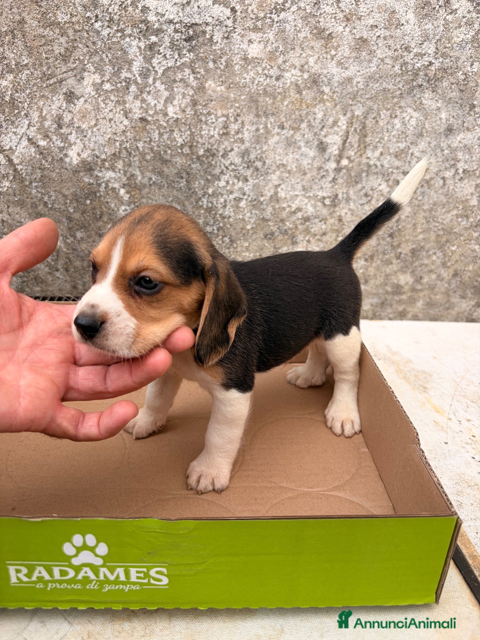 Beagle cani Cuccioli di Beagle puri - Annuncio 40