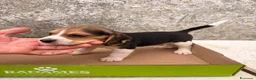 Beagle cani in vendita: Cuccioli di Beagle puri - Annuncio 1