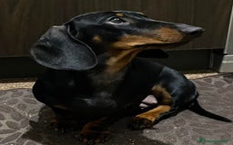 Bassotto cani in vendita: 2 cucciole femmine bassotto standard - Immagine 3