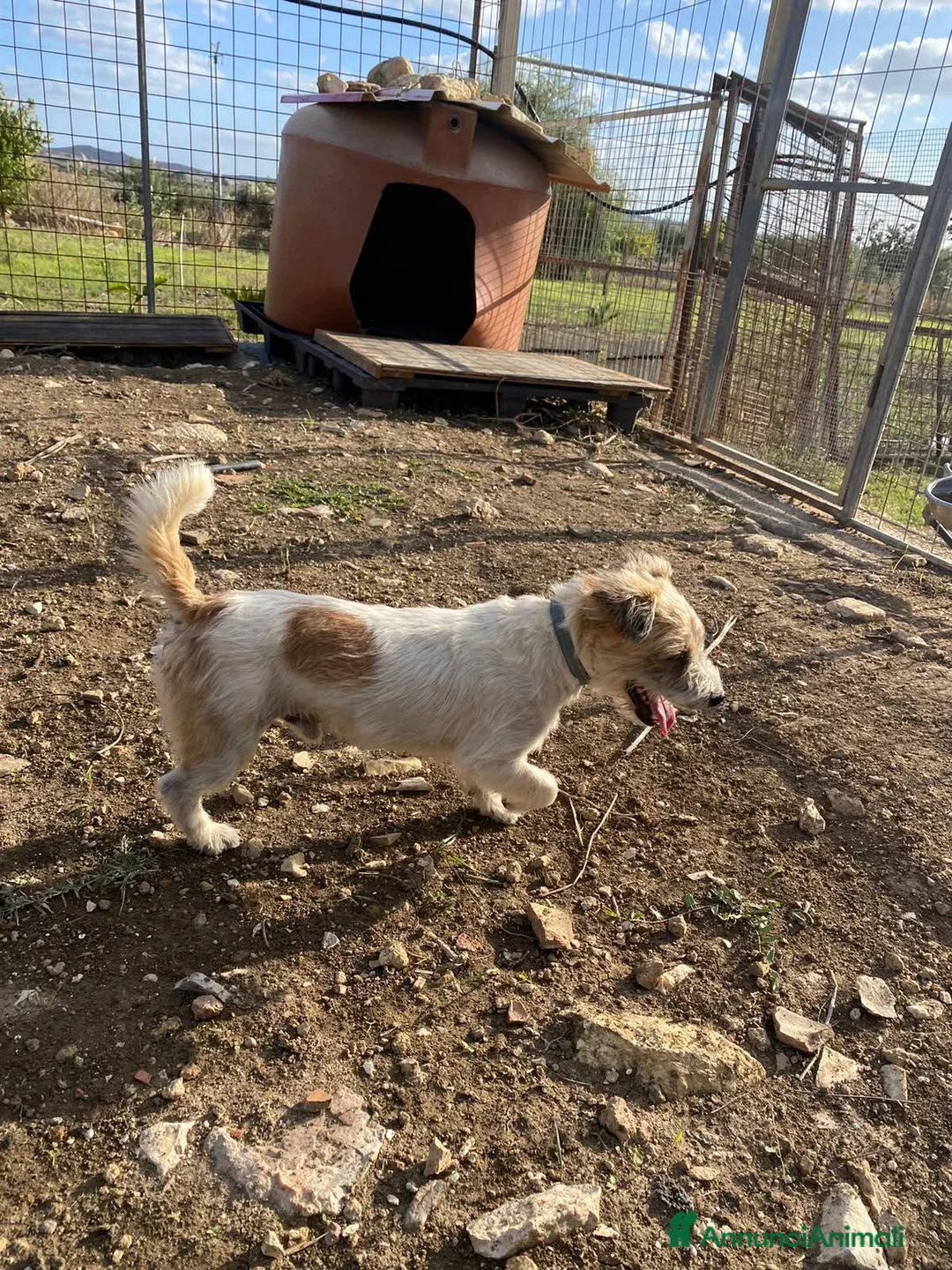 Meticcio cani in regalo: Rocky dolcissimo cagnolino simil maltese a Città metropolitana di Milano - Annuncio 2