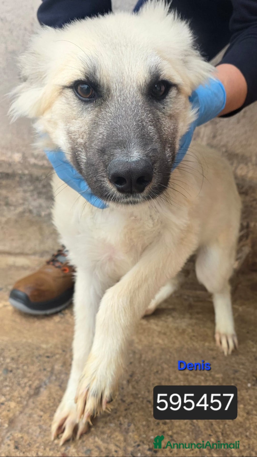 Meticcio cani in regalo: Fede Cristina Maya Ettore Tobia Denis - Annuncio 6