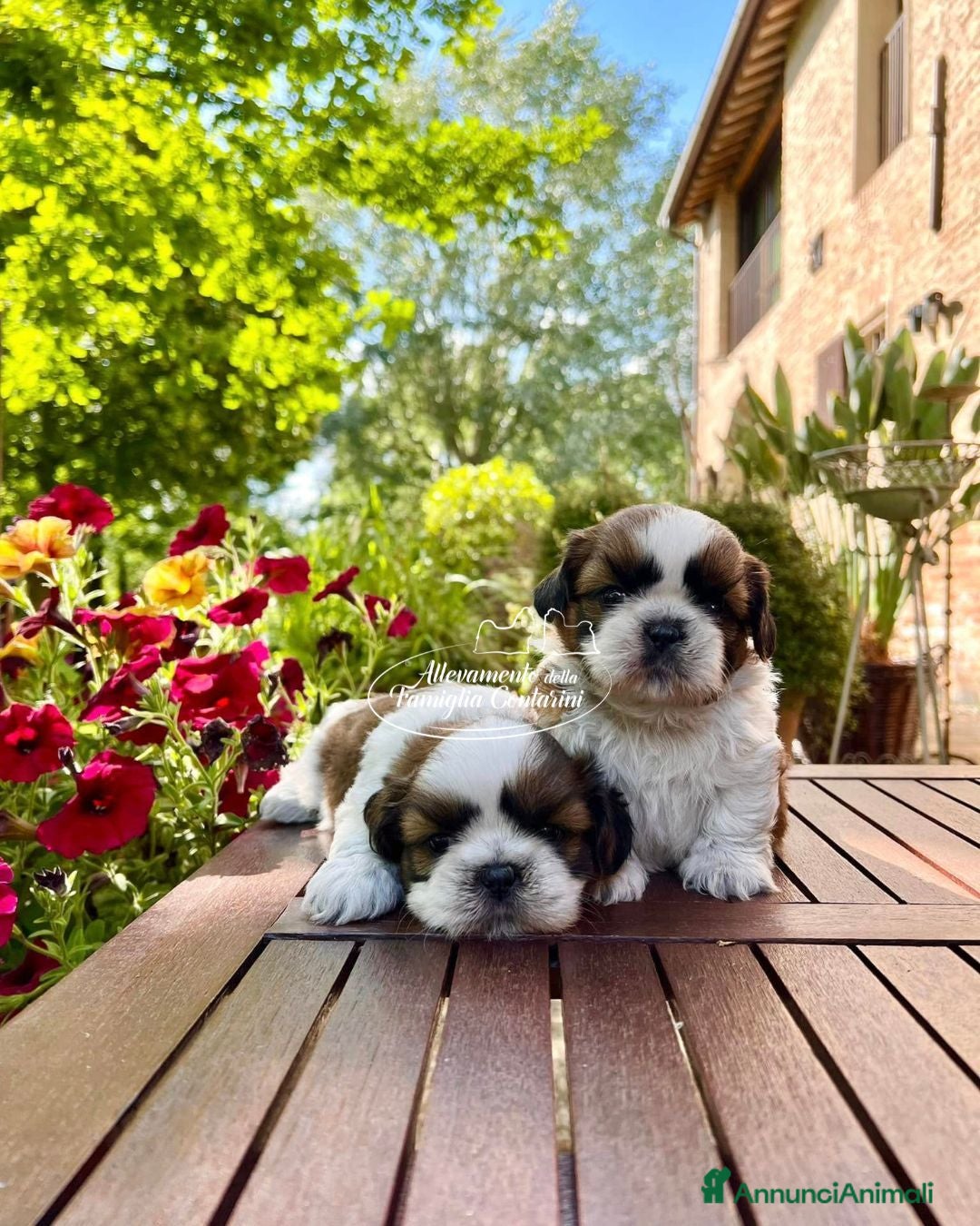 Shih Tzu cani Shih-Tzu cuccioli - Annuncio 11