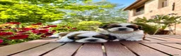 Shih Tzu cani in vendita: Shih-Tzu cuccioli - Annuncio 1