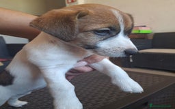 Jack Russell cani in vendita: Vendo Jack  a Città Metropolitana di Bologna - Immagine 4