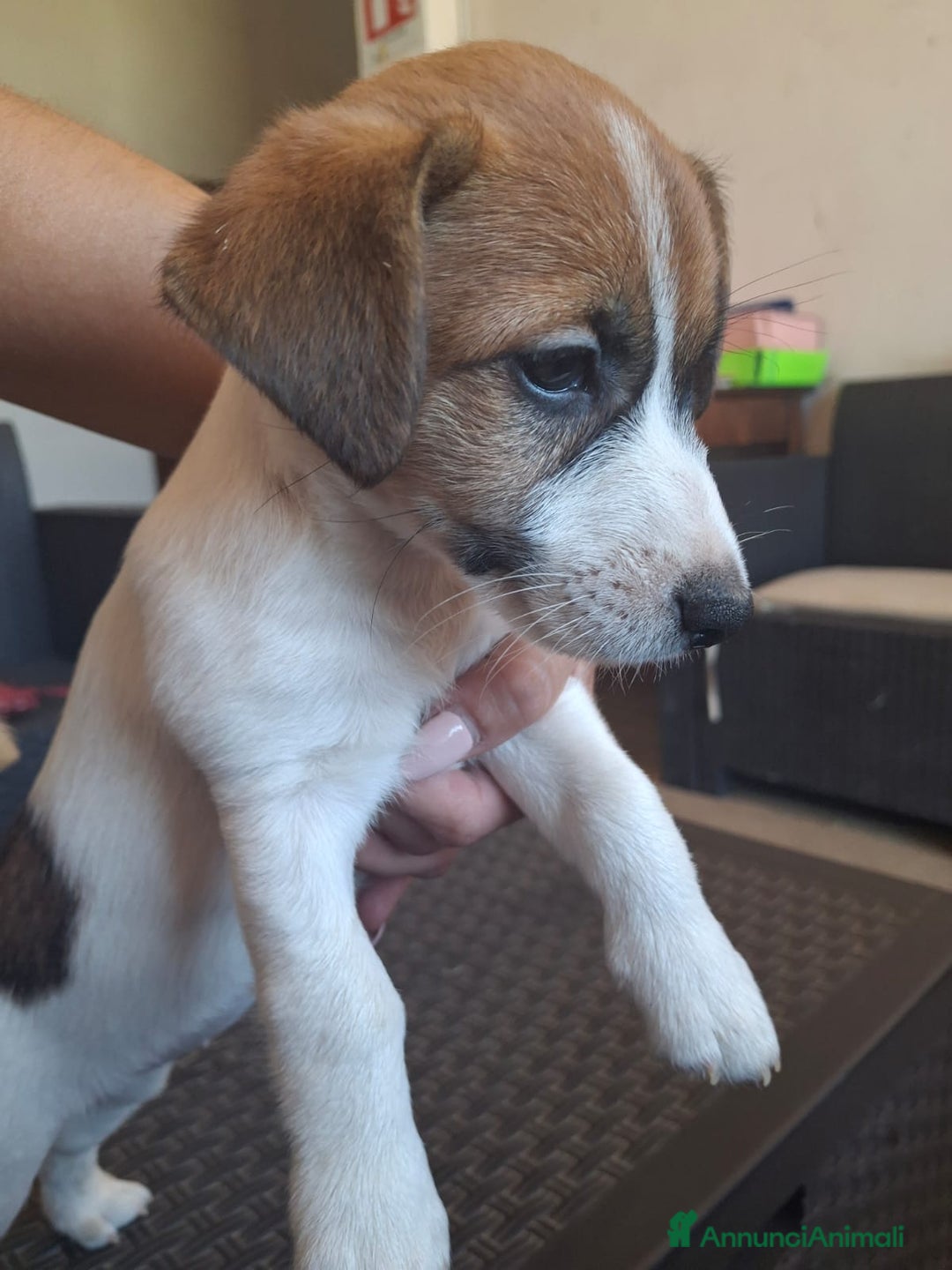 Jack Russell cani in vendita: Vendo Jack  a Città Metropolitana di Bologna - Immagine 4