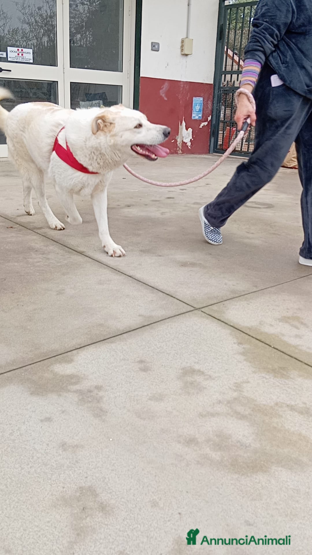Meticcio cani in regalo: Nuage: cucciolona taglia media socievole  a Città Metropolitana di Genova - Annuncio 19