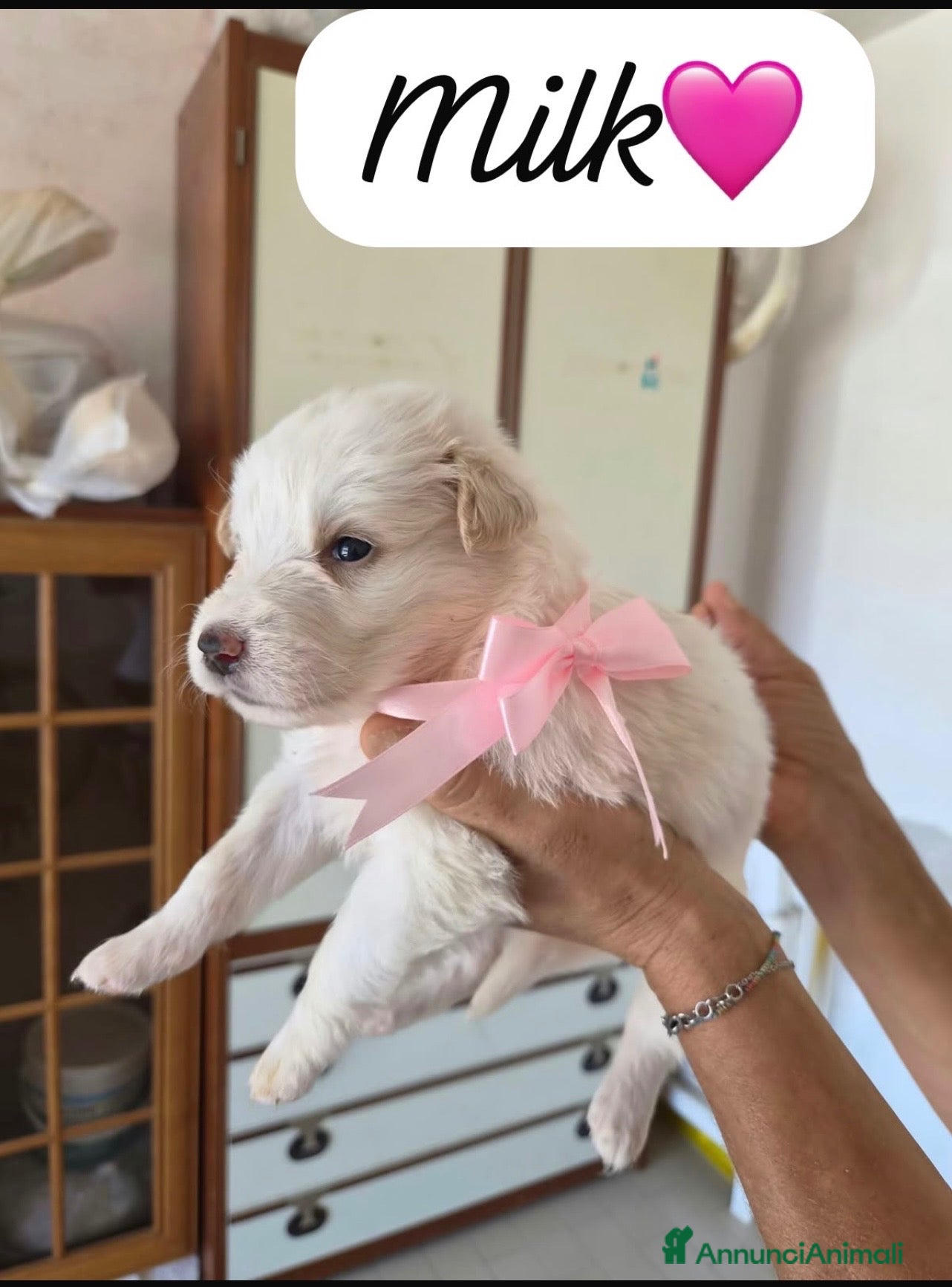 Meticcio cani Milk dolcissima cucciola color caffellatte  - Annuncio 33