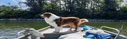 Australian Shepherd cani per accoppiamento: Pastore Australiano Maschio per accippiamento a Provincia di Pavia - Annuncio 3