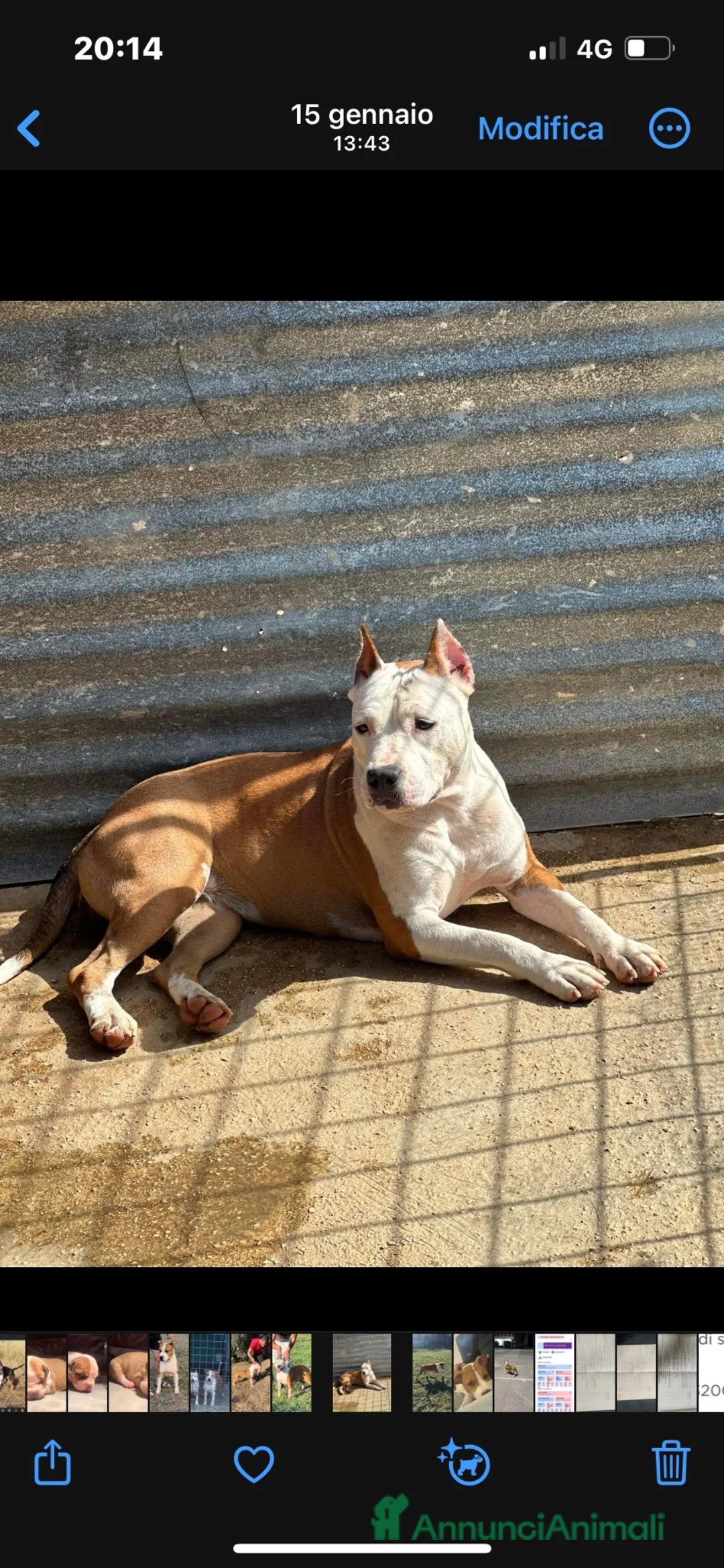 American Staffordshire cani in vendita: amstaff con titolo di giovane campione italiano  a Città metropolitana di Palermo - Annuncio 1