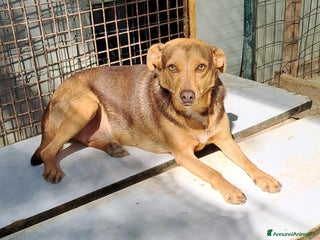 Meticcio cani DOLCEZZA DI PICCOLA TAGLIA - Annuncio 12