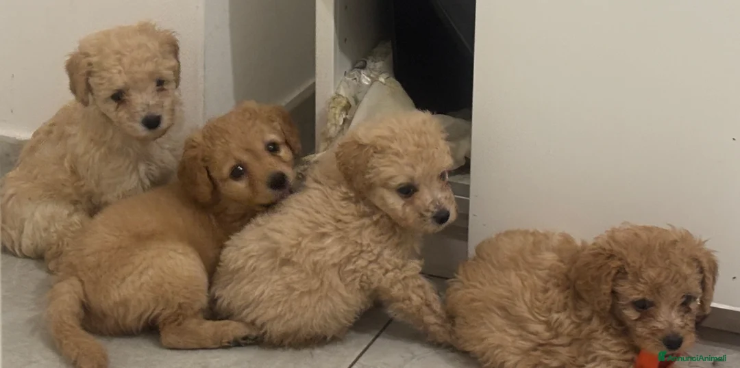 Barboncino cani in vendita: Barboncini  - Annuncio 1