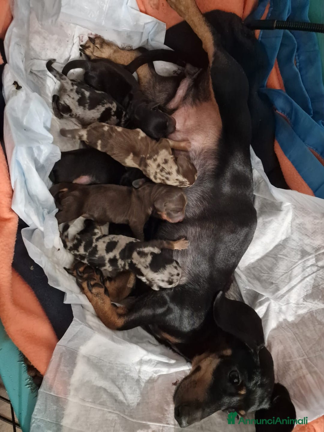 Bassotto cani per accoppiamento: Cerco femmina per accoppiamento - Annuncio 9