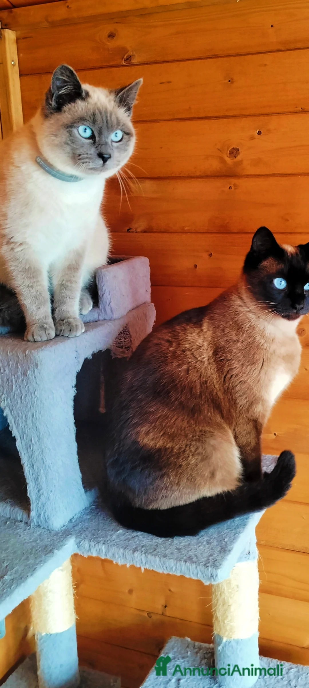 Siamese gatti in vendita: Cuccioli siamesi - Annuncio 2
