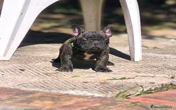 Bulldog Francese cani in vendita: Bulldog francese maschio - Immagine 7